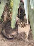 Котенок примерно 3-4 месяца