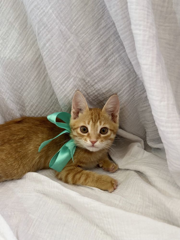 Котенки мальчики, 2 послушных красавца