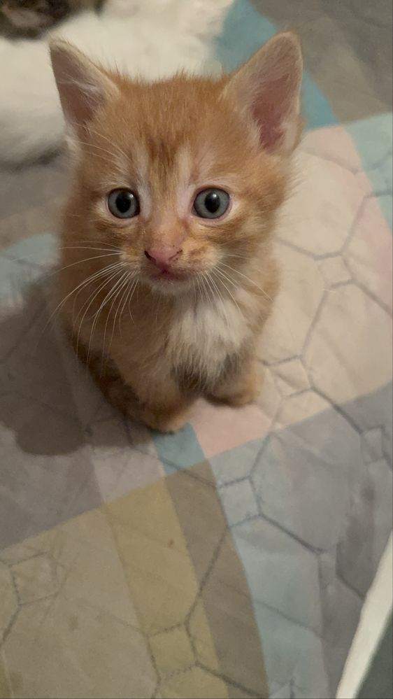 Отдам котят в хорошие и любящие руки