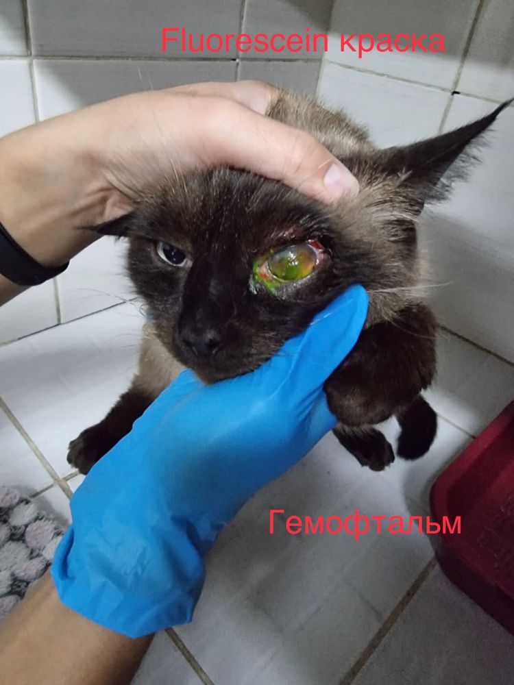 Ветеринарный врач на дом 24/7 Усыпление собак,эвтаназия вывоз