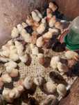 Продам домашних цыплят