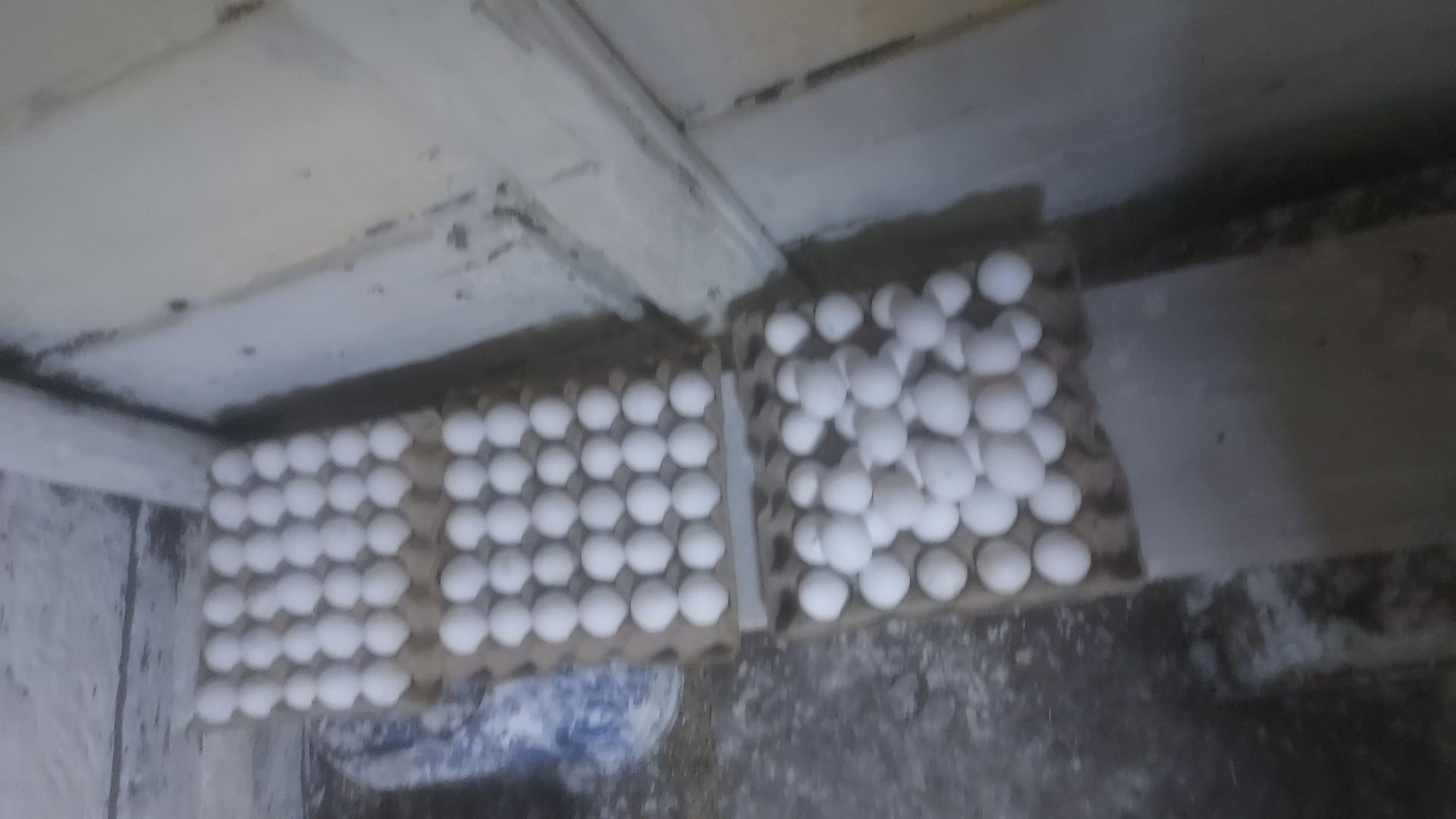 Продам яйцо домашние
