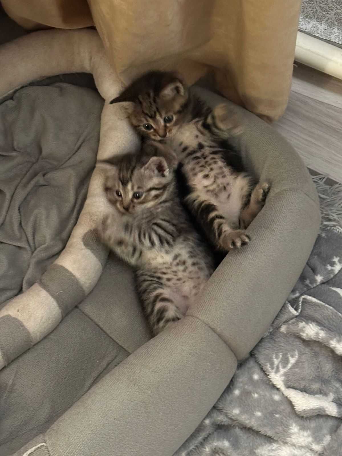 Котята бесплатно