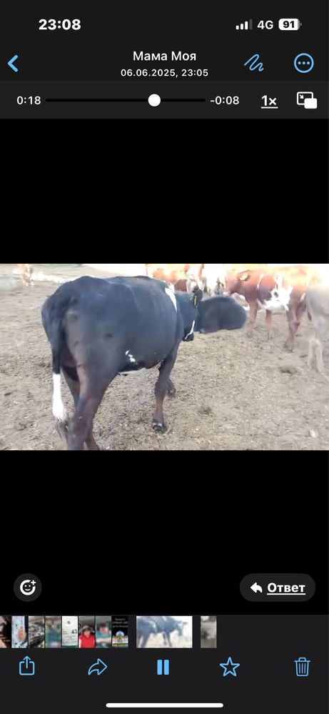 Продам корову  срочно
