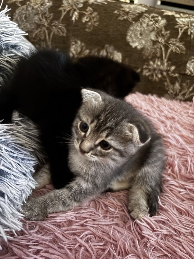 Отдам шотладцких котят в добрые руки.