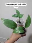 Продам домашние растения
