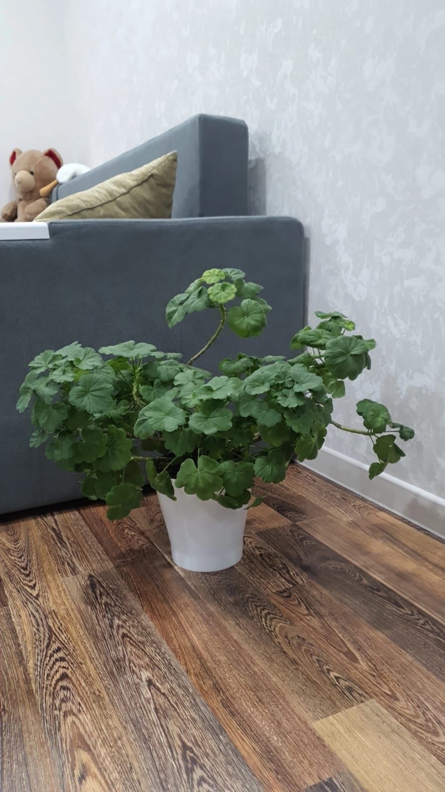 Продам комнатные цветы