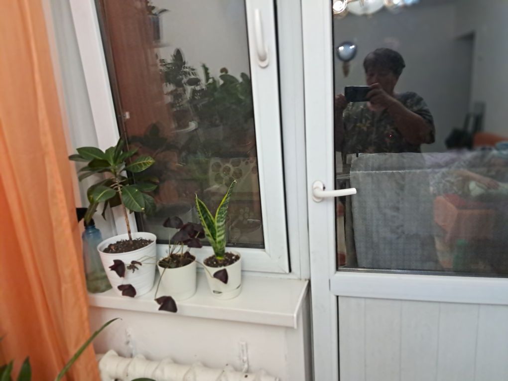 Продам цветы разные