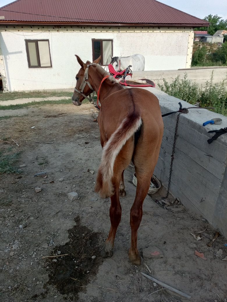 Тай сатылады тай ЕРКЕК
