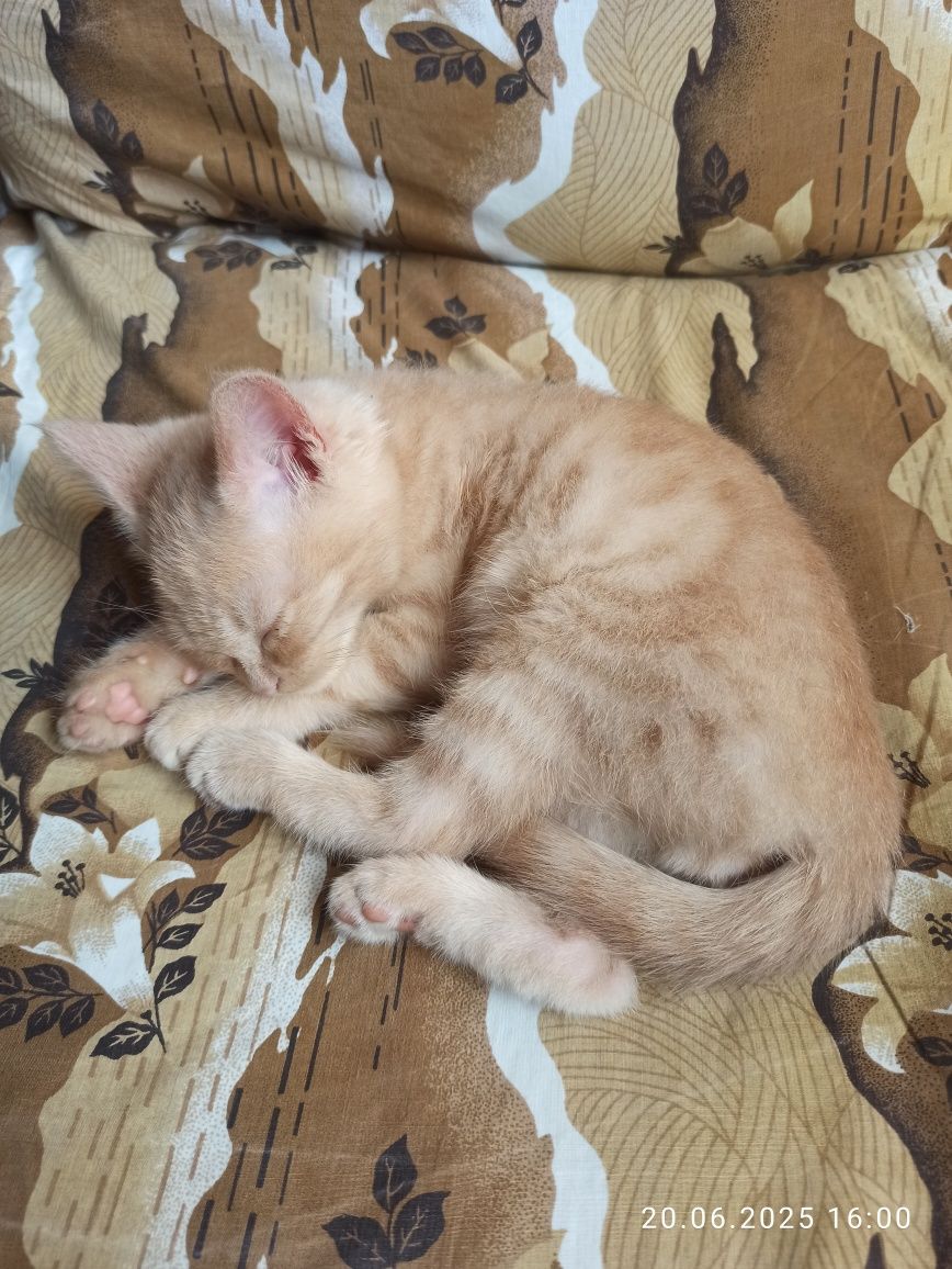 Отдам даром котенка