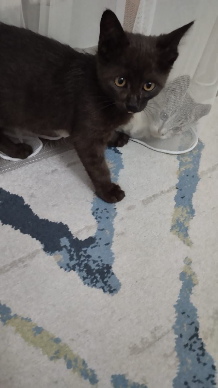 Отдам котят в заботливые руки.