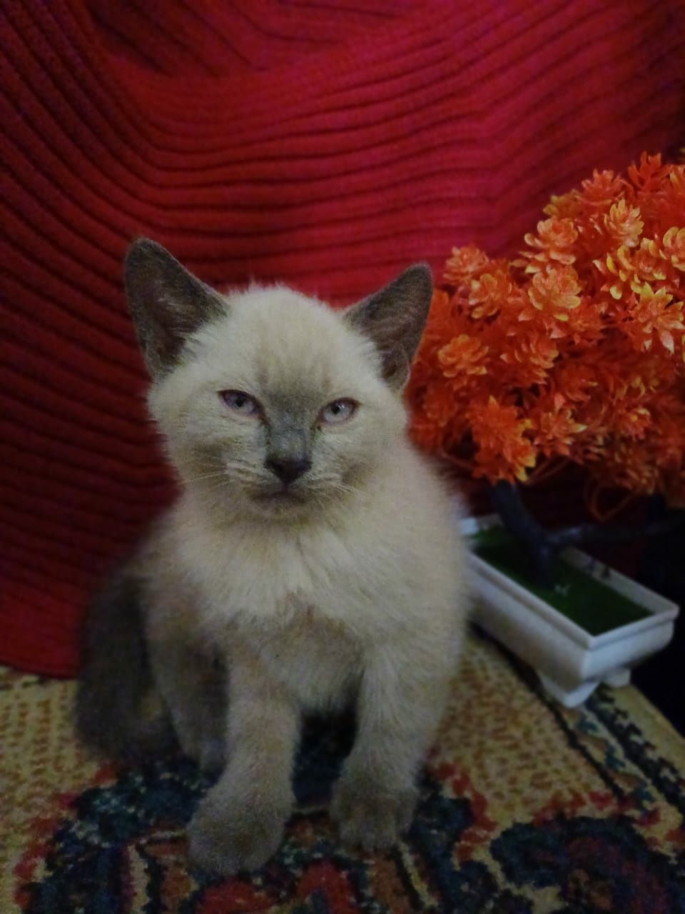 В добрые руки,котят,девочек,3 месяца,лоток 5+.