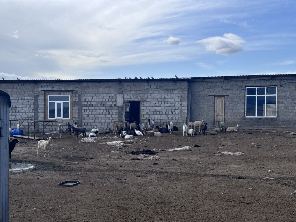 Продам баранов 60-70 штук