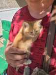 Котик ищет семью