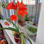 Продам комнатные цветы