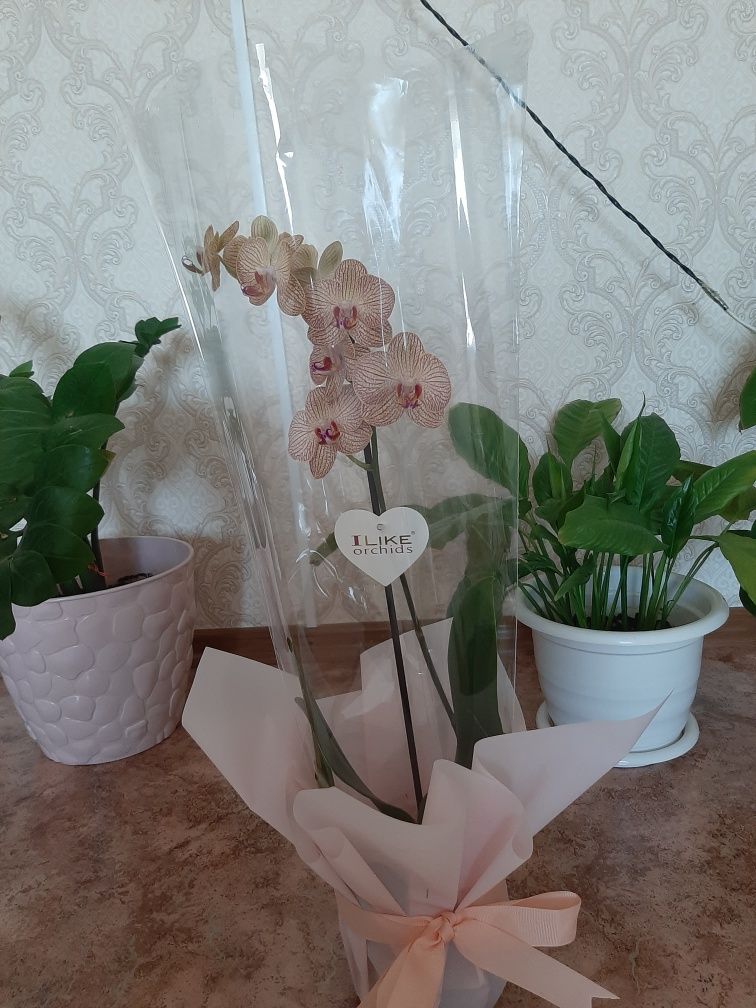 Продам  цвети орхедия