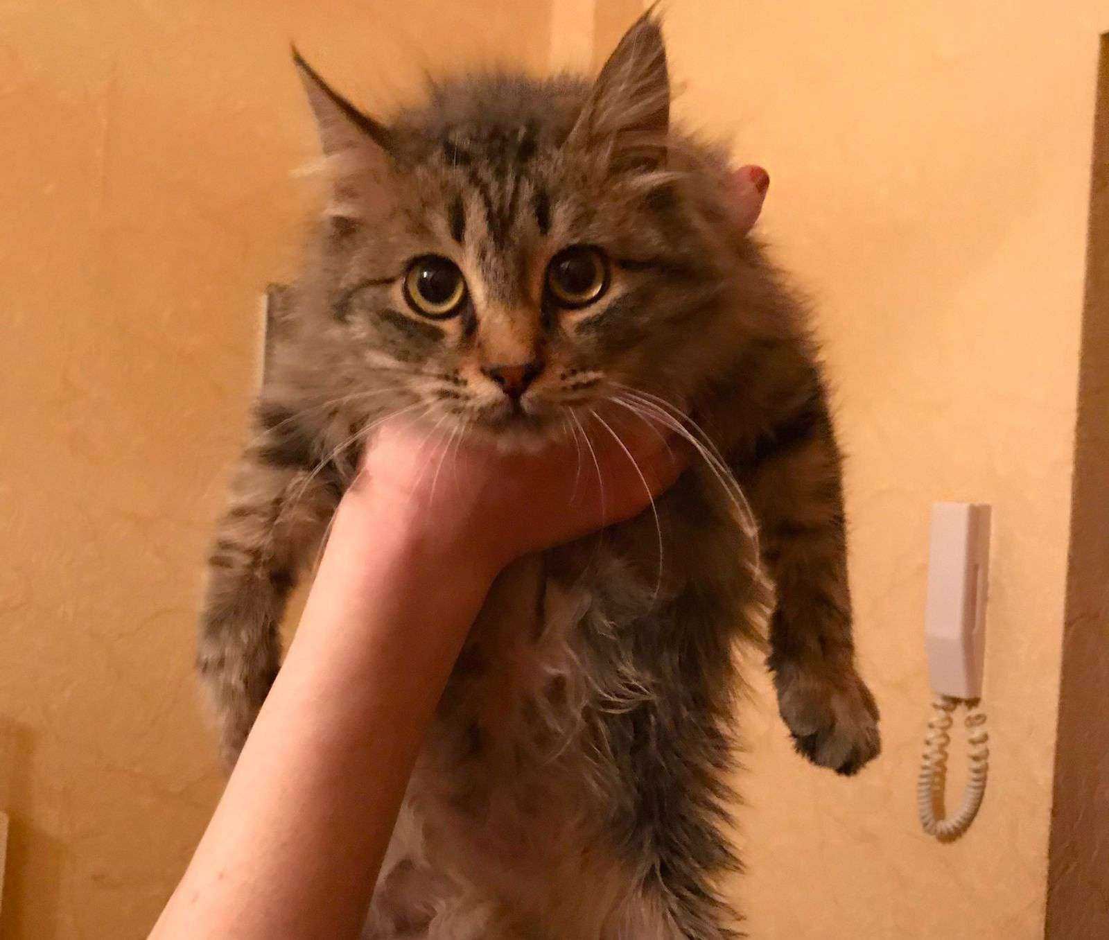 Луиза, 3 месяца, девочка