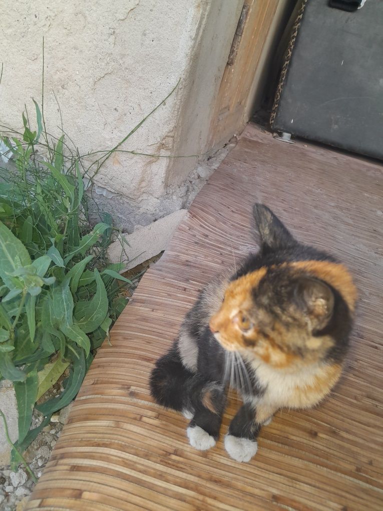 Отдам двух котят в хорошие руки