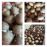 Семенной картофель