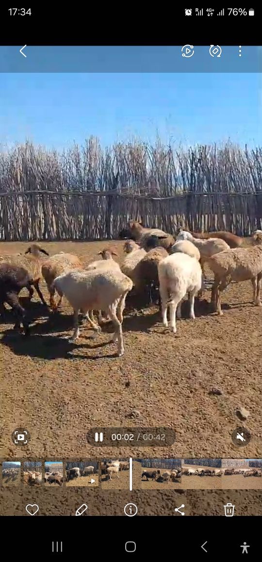 Бараны продаю казахской породы