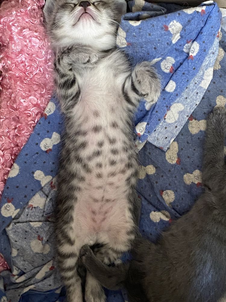 отдам котят в добрые руки