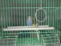 Продоем волнистых попугаев