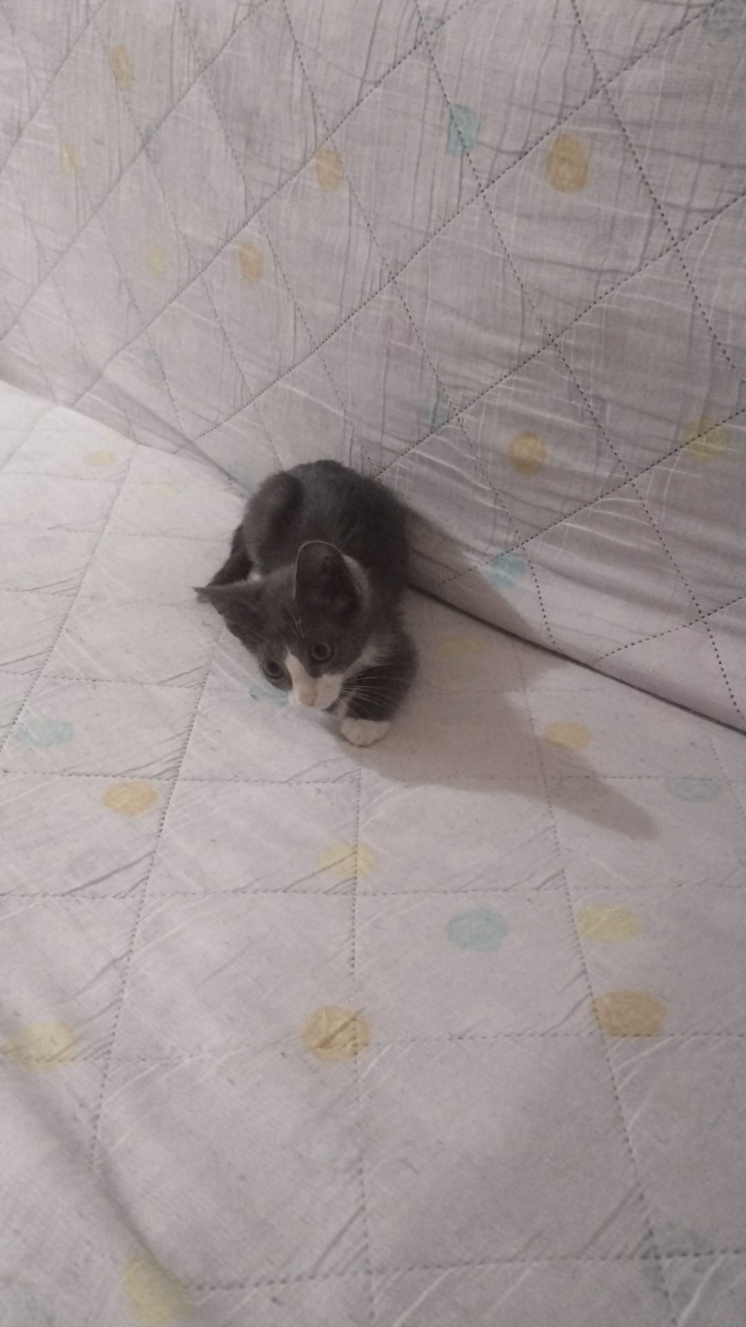 котенок мальчик  в добрые руки