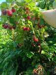 Продам классную дачу в которой можно жить весь сезон.