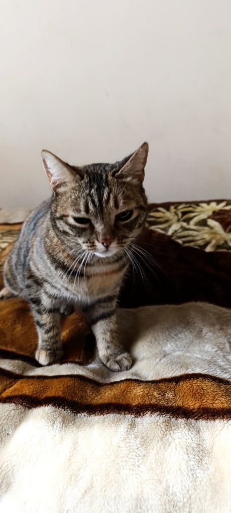 Пропала кошка,помогите найти