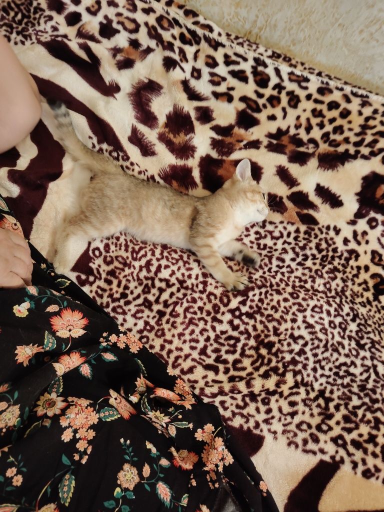 Шиншилла Котик ласковый 3 мес