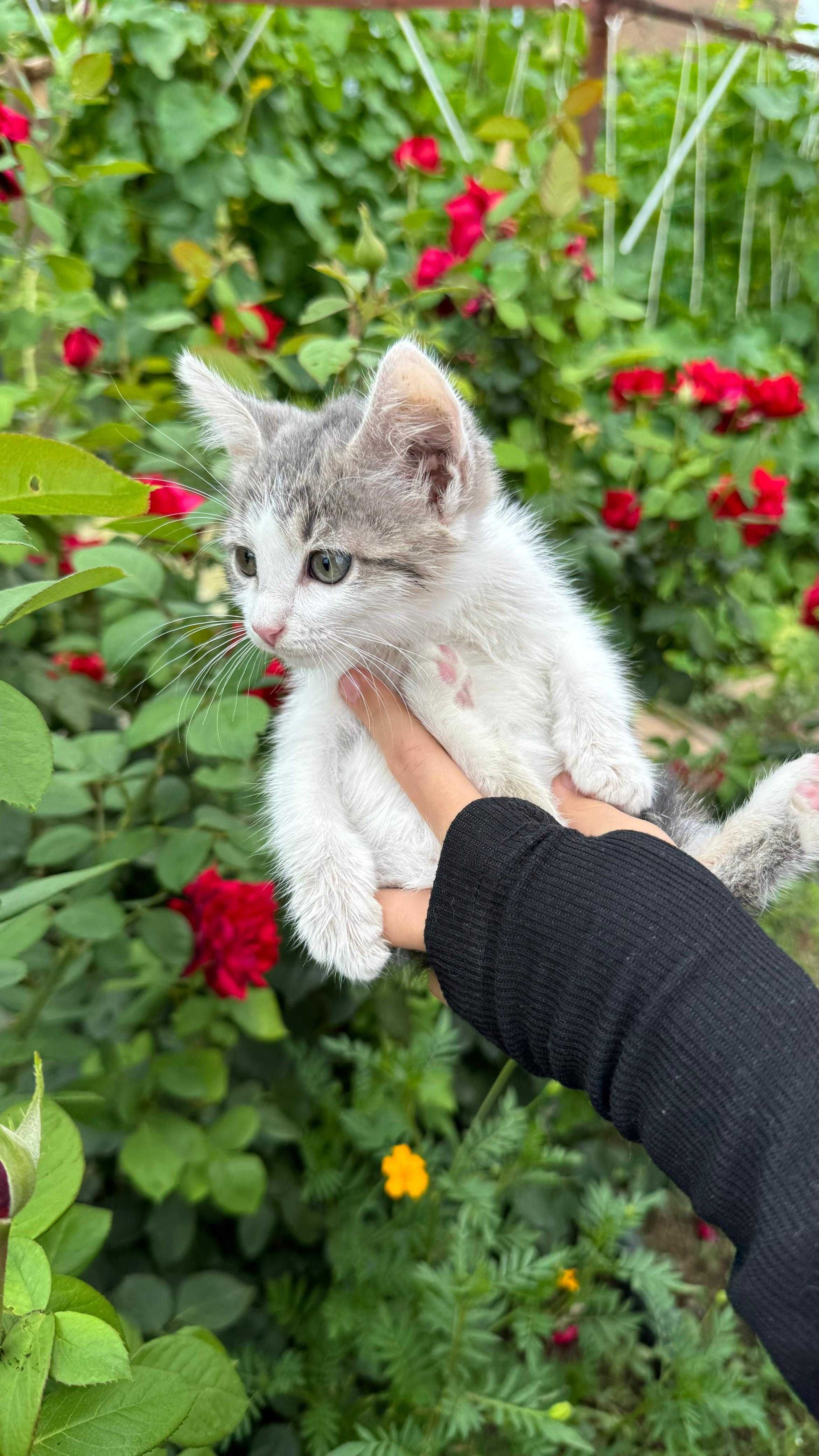 Котенок в добрые руки