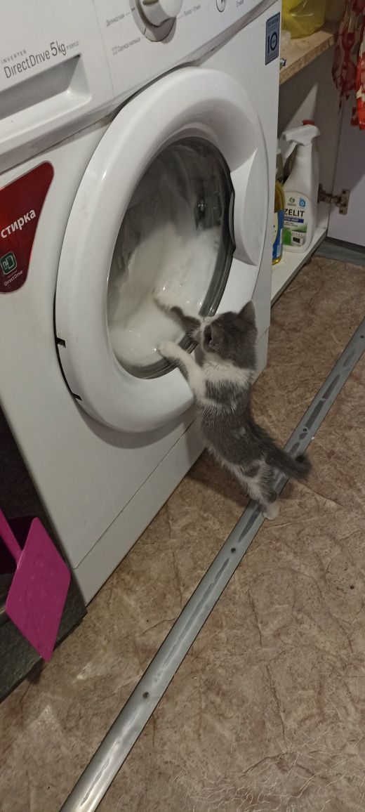 Котятки -котятушки-мальчики