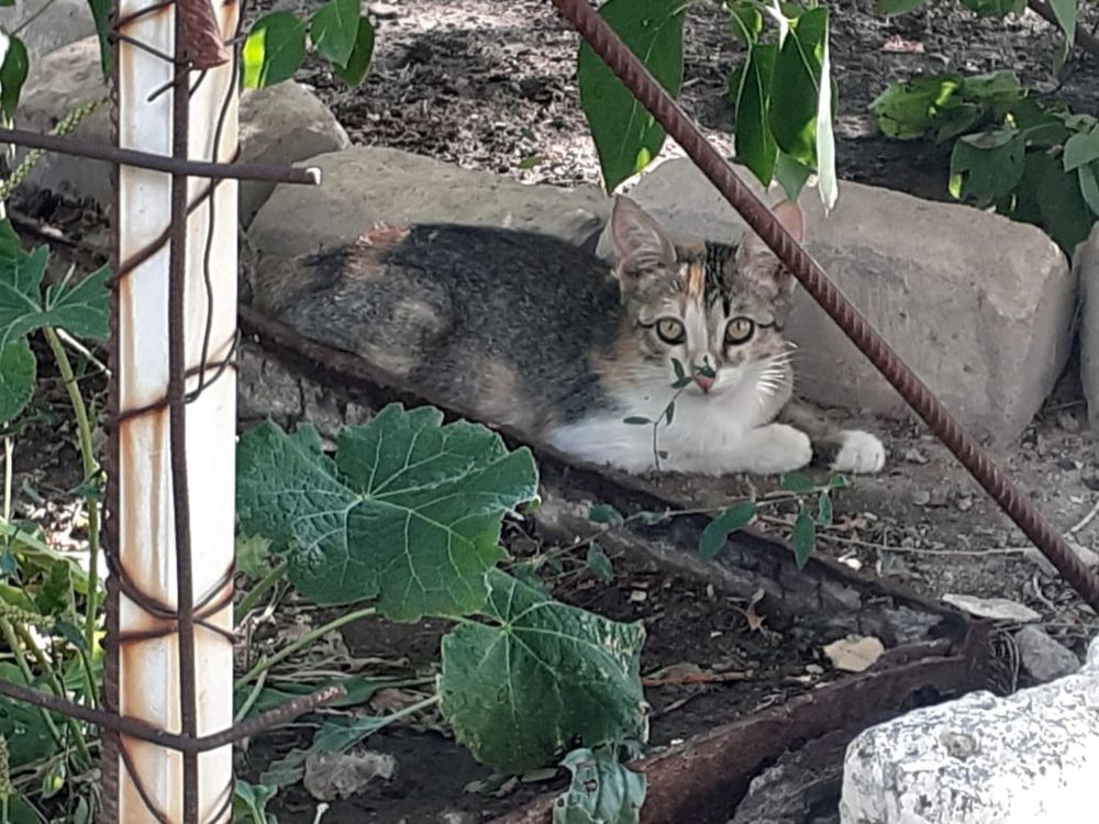 Срочно котята в добрые руки