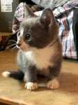 Отдам. В добрые руки котенка
