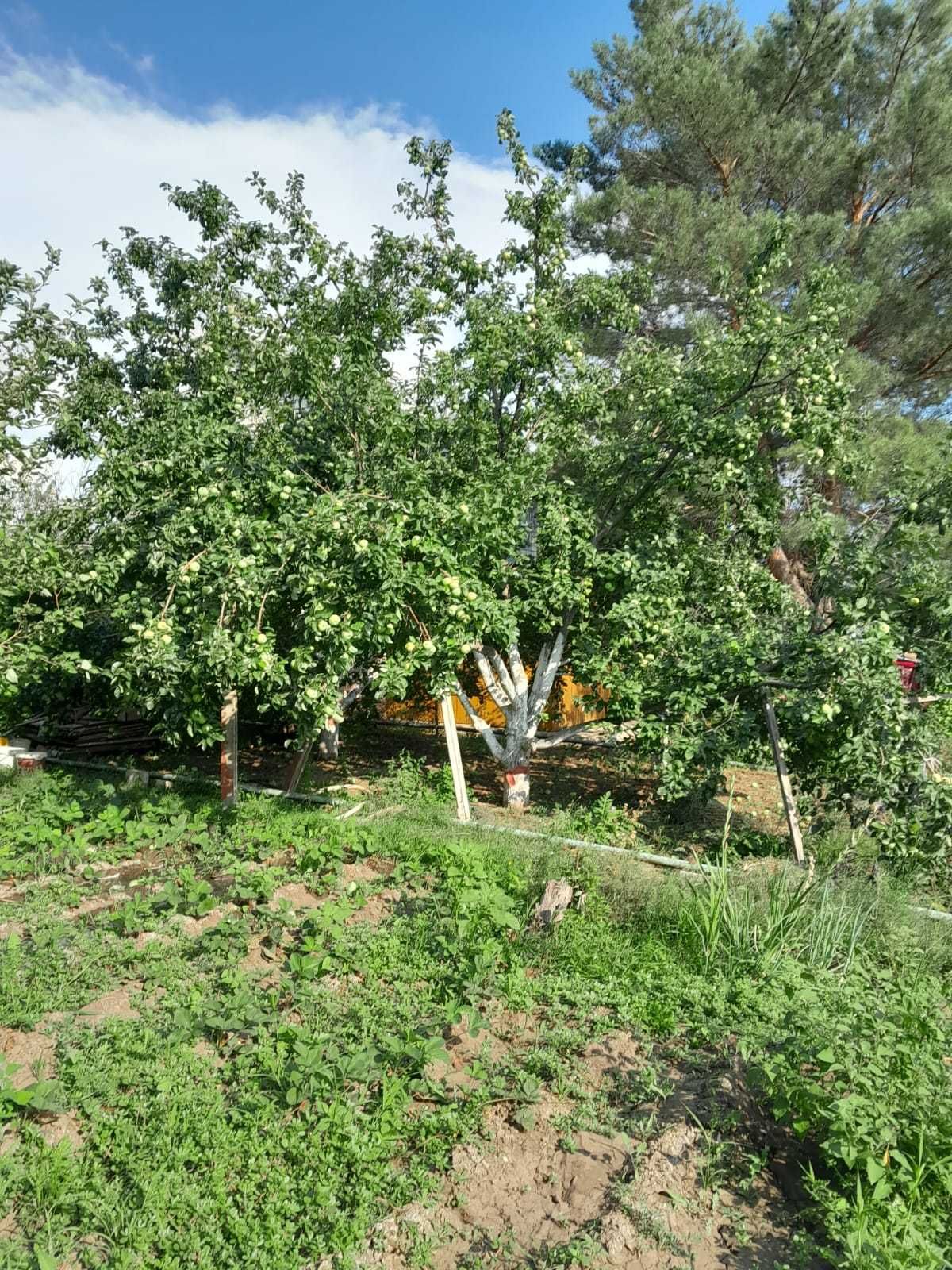 Продам дачу в обществе Парус