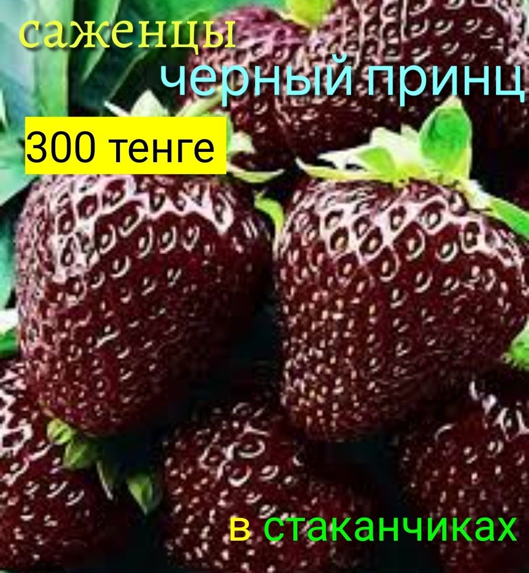 Саженцы клубники  30 разных сортов