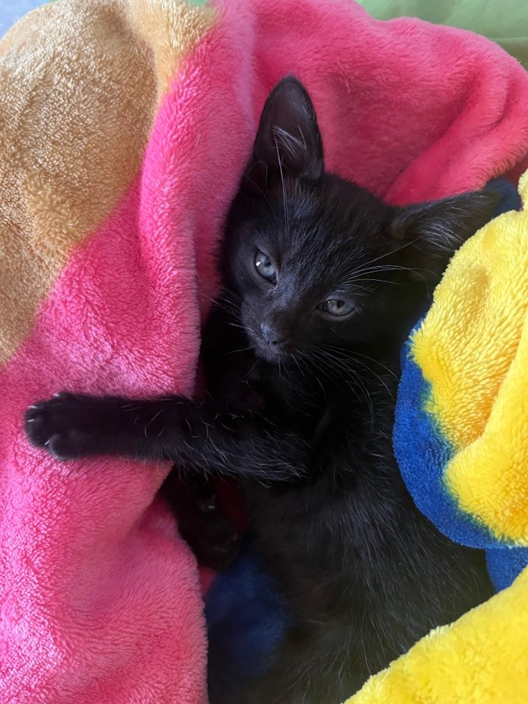 Котёнок в ответственные руки