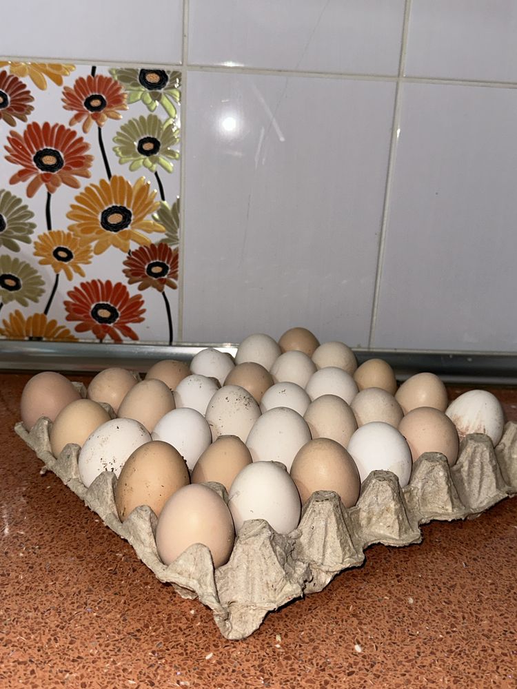 Жұмыртқа, тауық, яйцо, курица, яичница