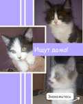3 котенка мальчики 2 месяца ищут дома!