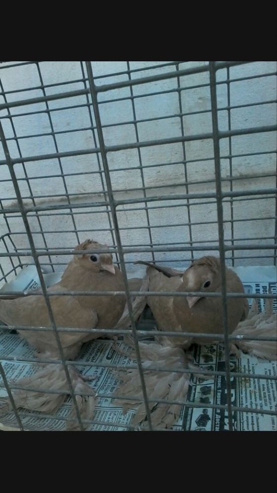 Старопородные на игру.