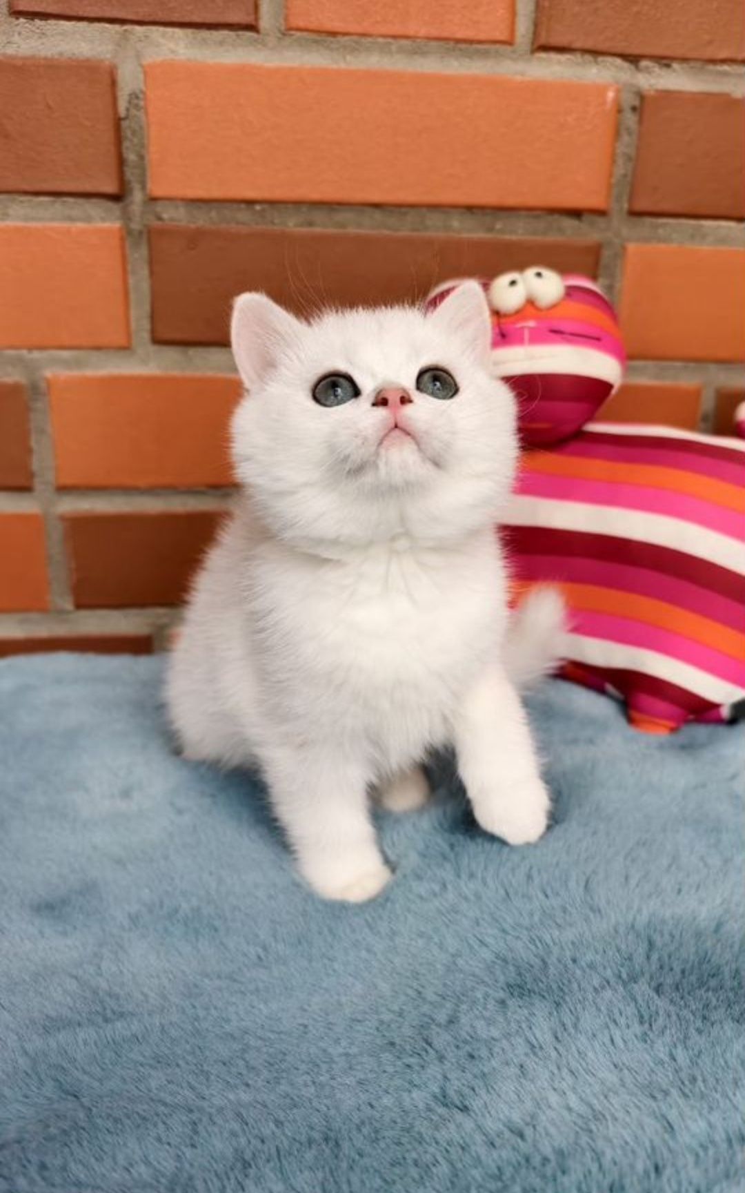 Вязка кота шиншилла серебро, опытный!
