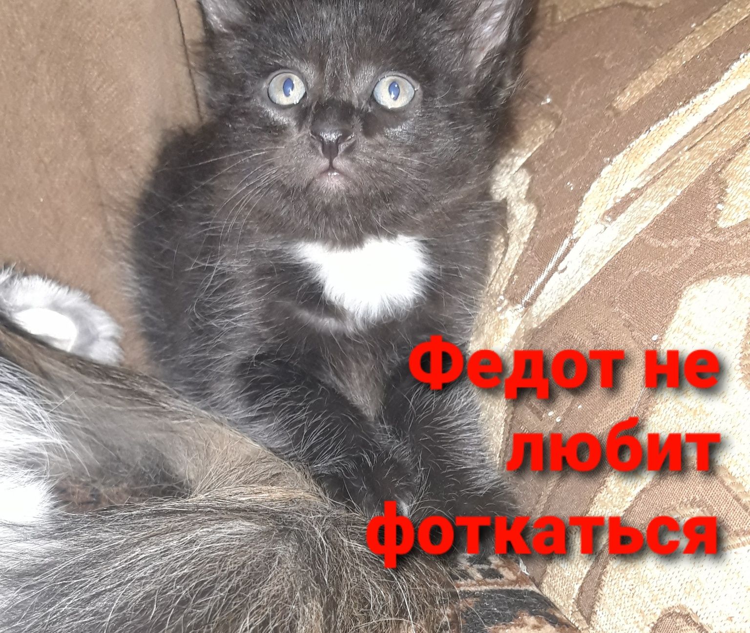 Котят отдам в добрые руки