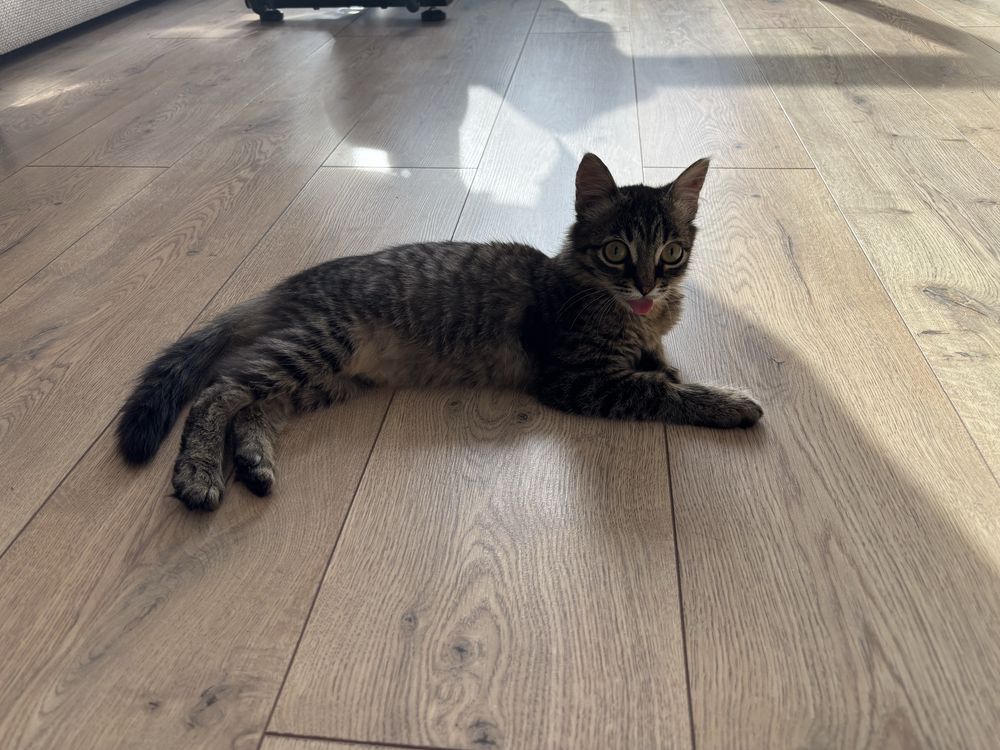 Котенка в добрые руки