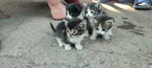 Отдам котят в хорошие руки