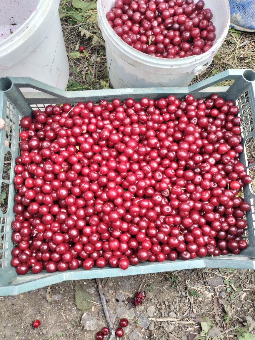 Продам вишню кг600