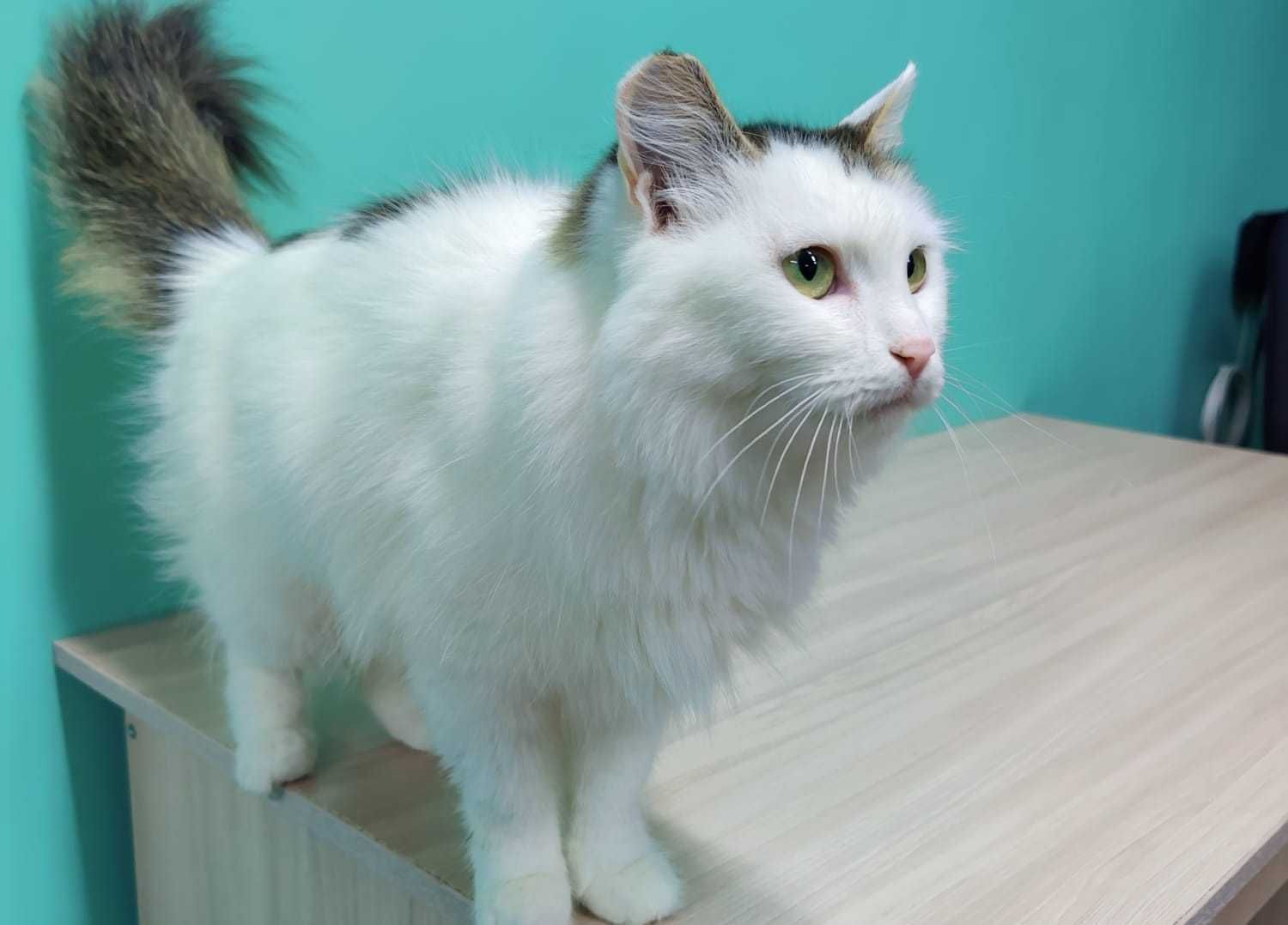 Кошка девочка в добрые руки