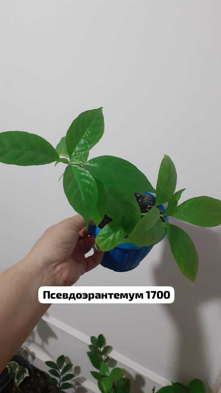 Продам домашние растения