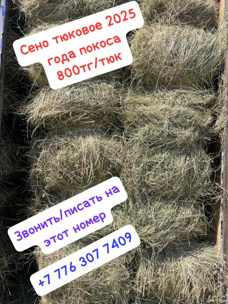 Продам сено Аулиеколь, Аманкарагай