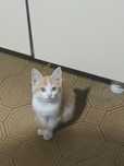 Котята отдам в хорошие ДОБРЫЕ руки девочки и мальчик