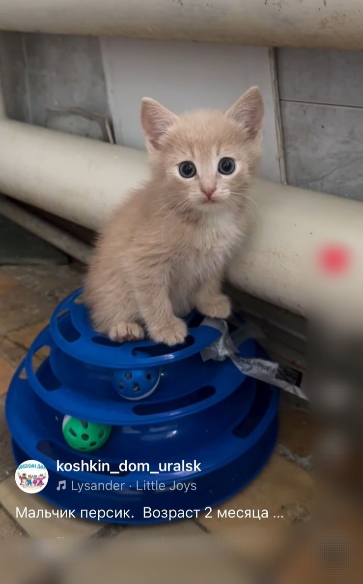 Отдам в добрые ручки